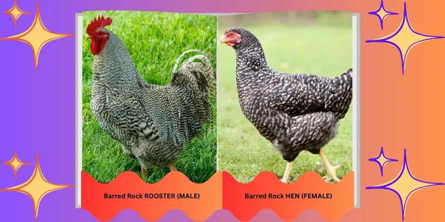 Barred Rock ROOSTER (MALE) & (FEMALE)