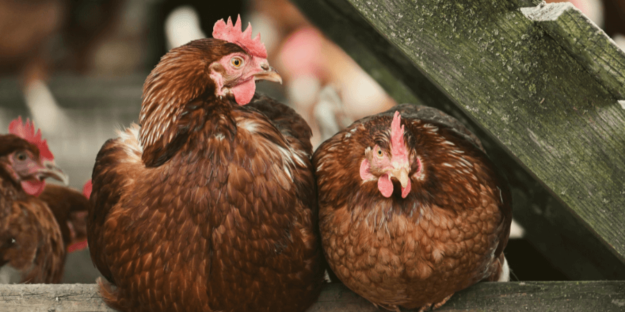 Do Chickens Need a Rooster to Lay Eggs