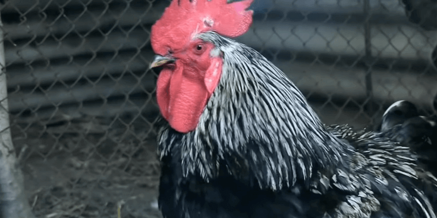 How Do You Get a Rooster to Stop Crowing