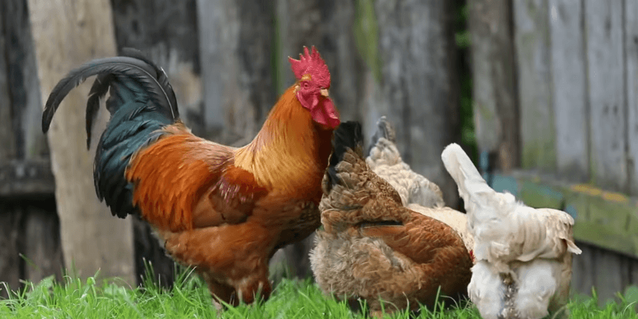 How Loud Is a Rooster