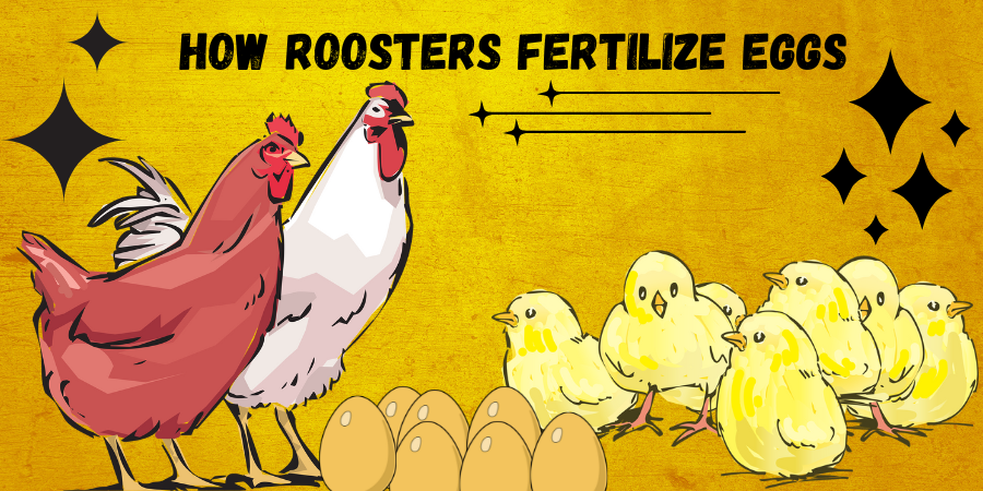 How Roosters Fertilize Eggs