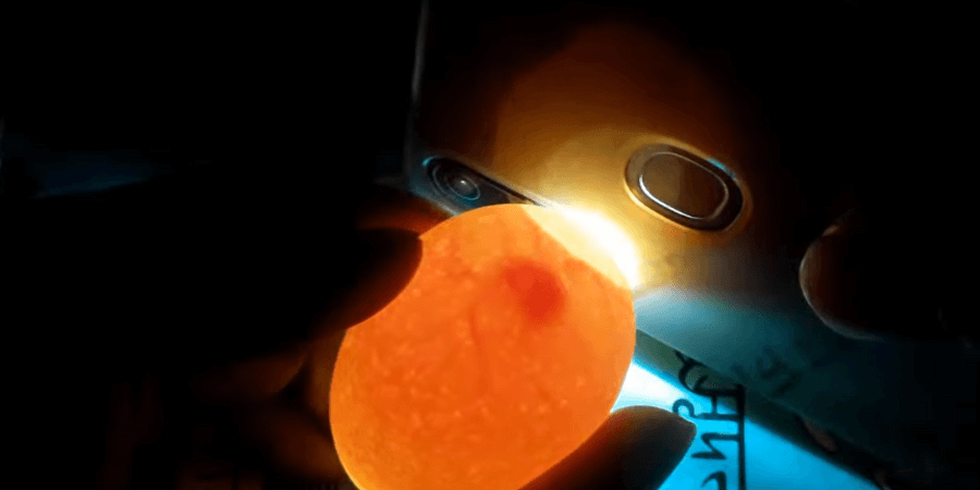 How to Spot a Fertilized Egg