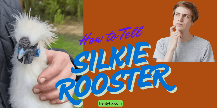 How to Tell Silkie Rooster