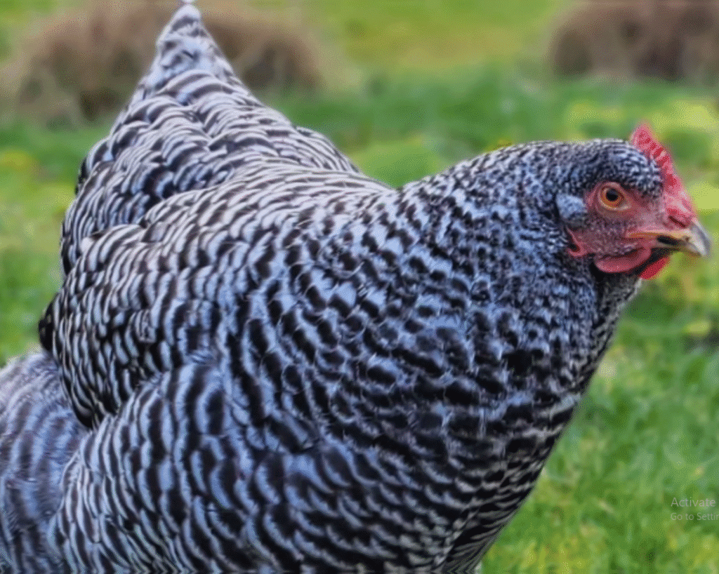 Barred Rock Rooster Look Like