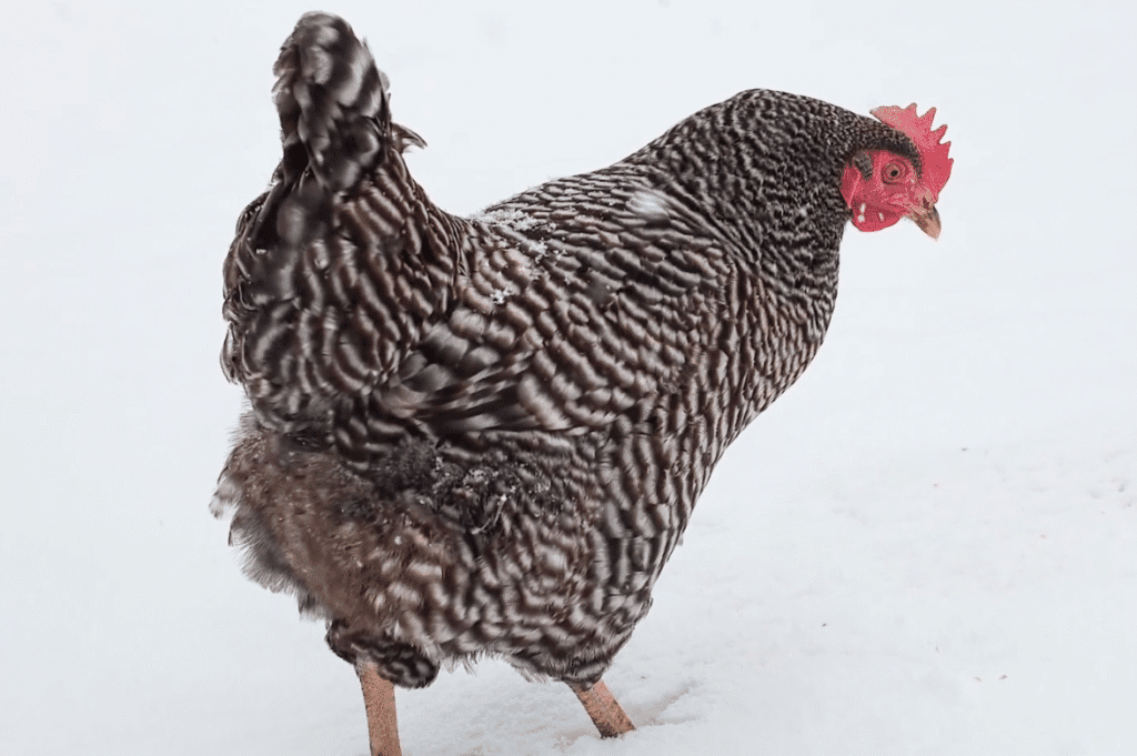 Hardy and Adaptable to Any Climate