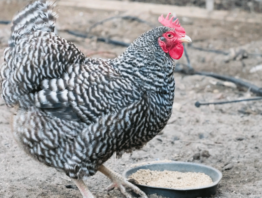 Understanding Broodiness in Barred Rocks