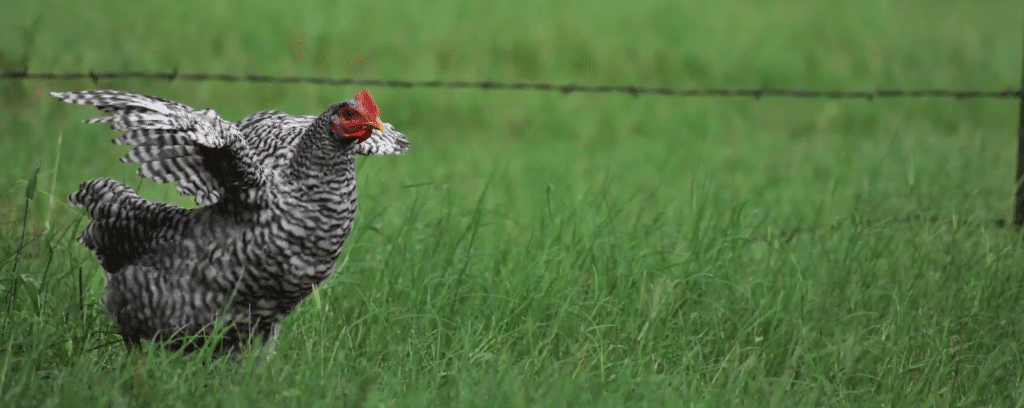 Barred Plymouth Rock Characteristics