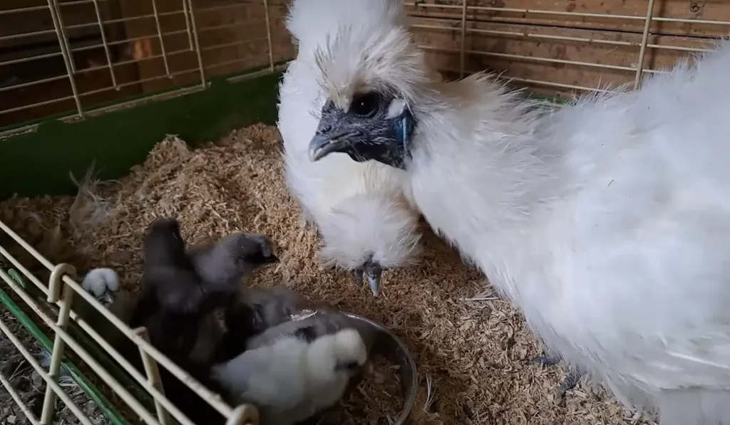 Silkie Rooster vs Hen