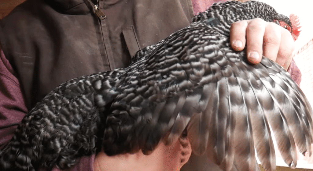 Striking Plumage and Unique Patterns