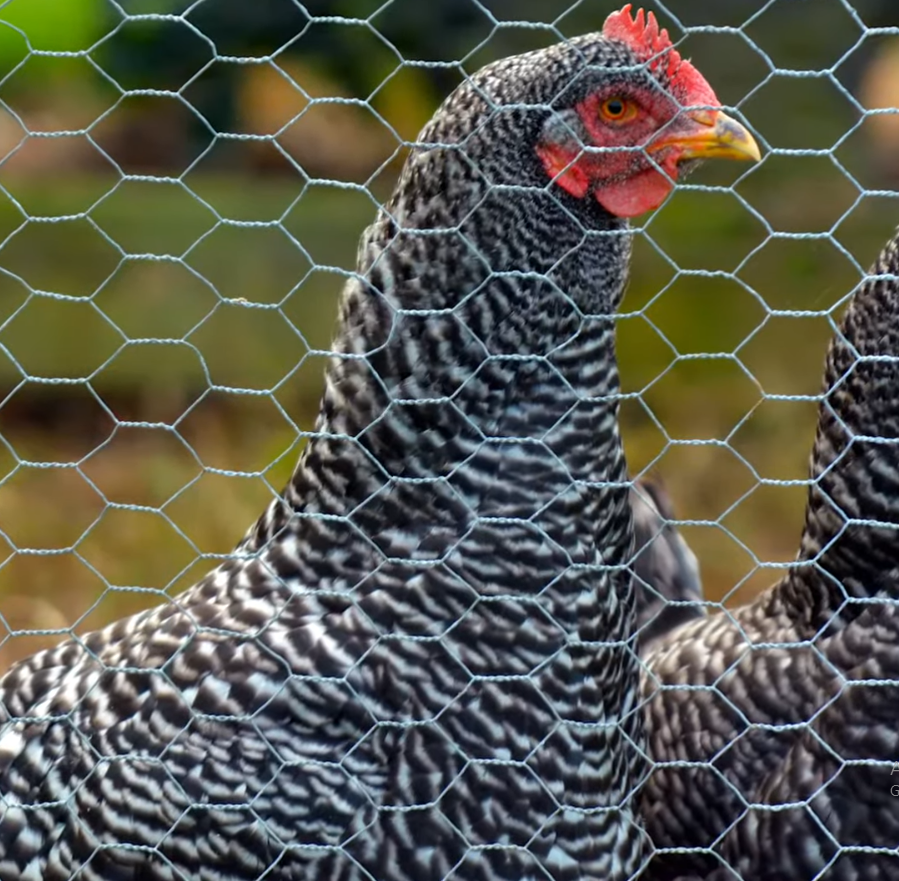 Stunning Appearance Barred Rocks 