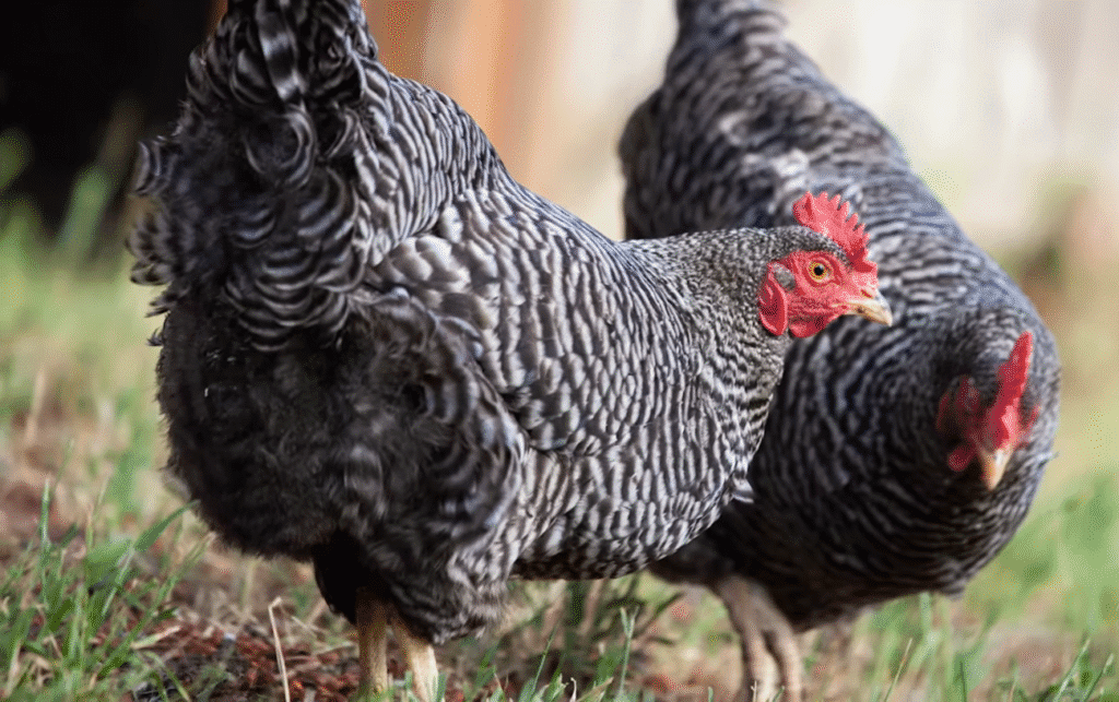 Barred Rock Chickens Like