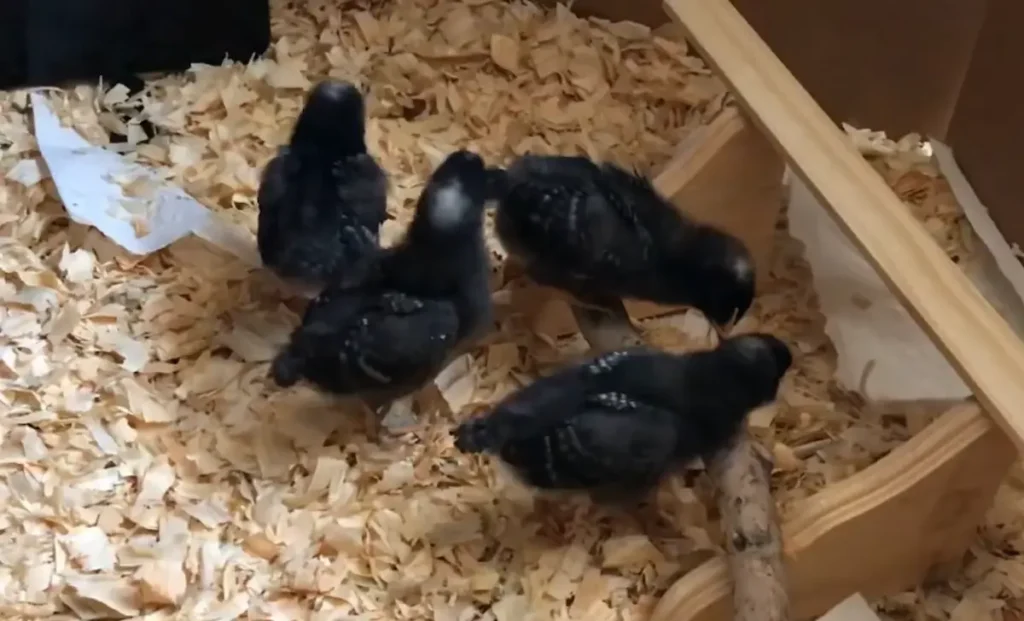 Barred Rock Chicks