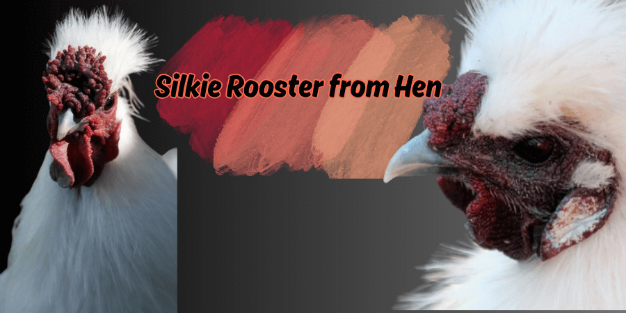 Silkie Rooster from Hen