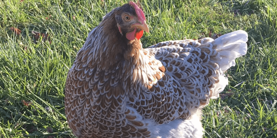 Spotting Size Differences in Wyandotte Roosters and Hens