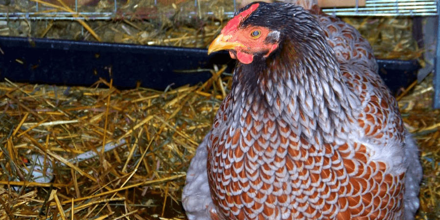 Temperament Traits in Wyandotte Roosters and Hens