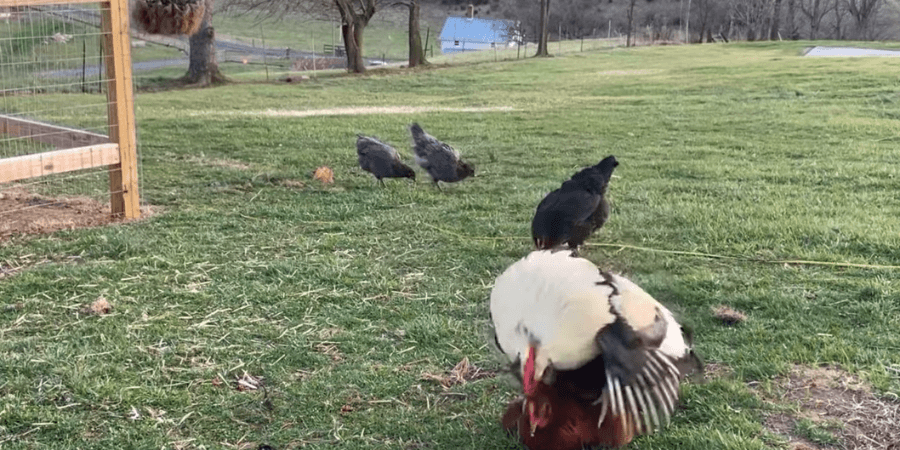 The Mating Process in Chickens