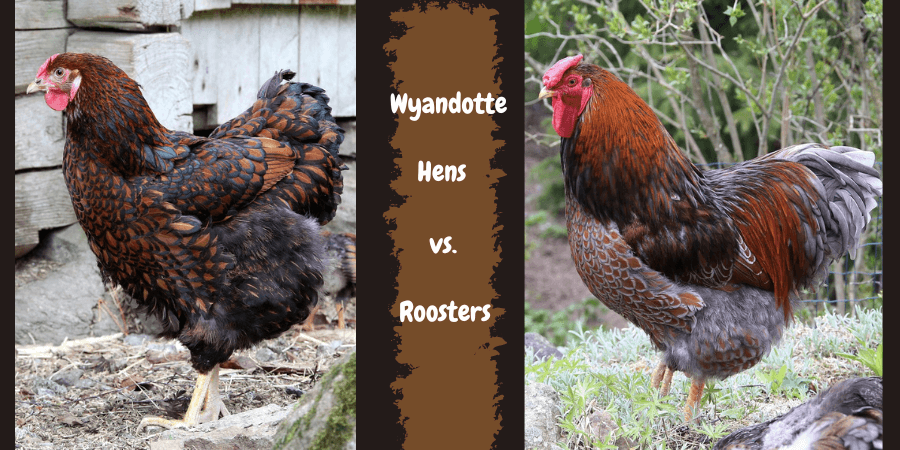 Wyandotte Hens vs. Roosters