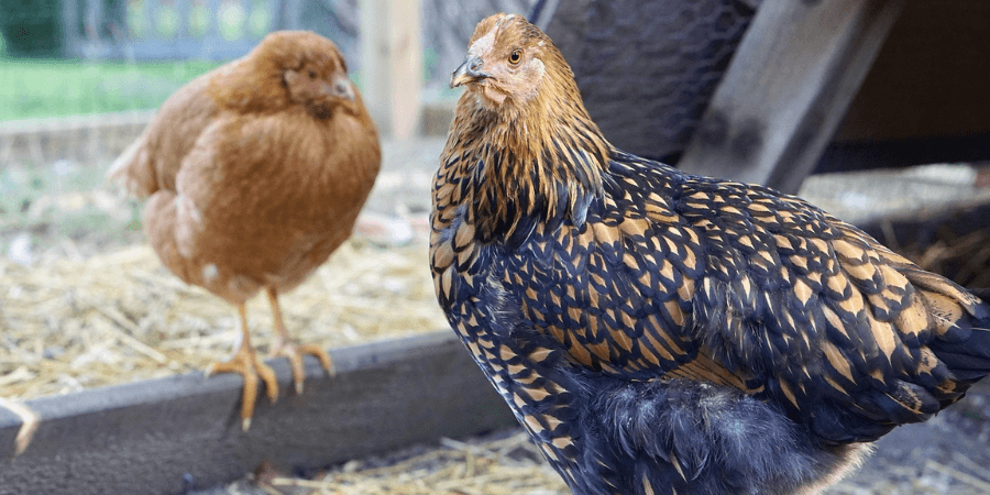 recognize young Blue Laced Red Wyandottes