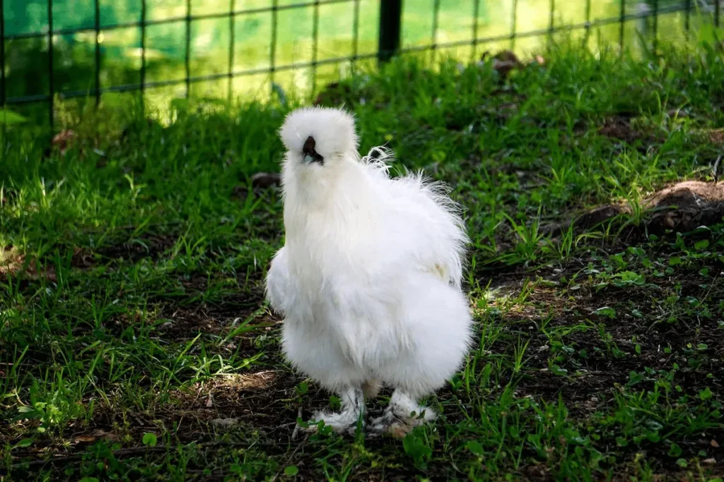 Silkie Rooster