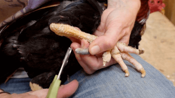 Spur Trimming Methods and Care