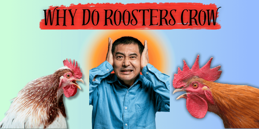 why do roosters crow