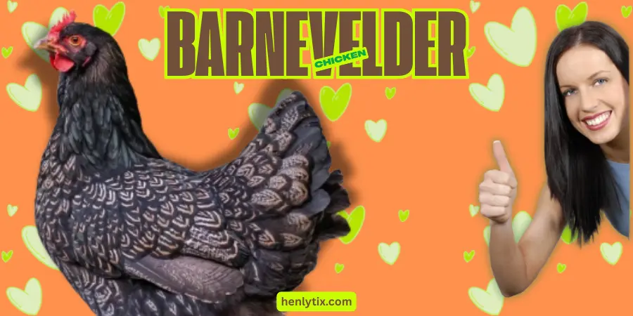 Barnevelder Chicken