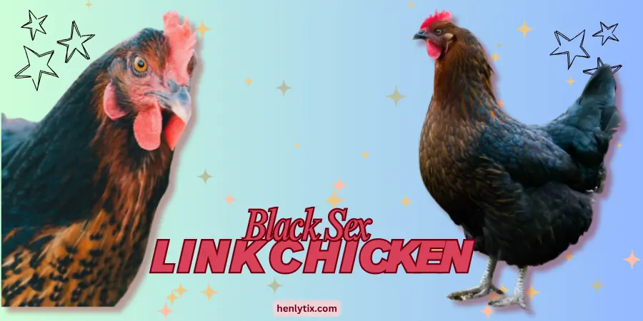 Black Sex Link Chicken