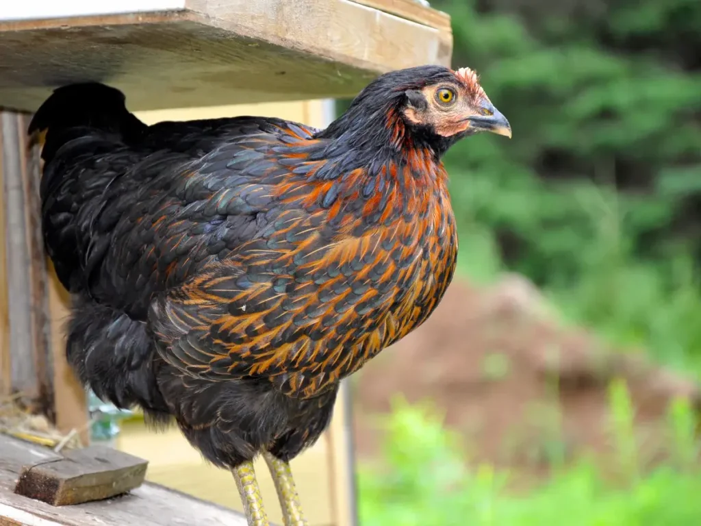 History of Black Sex-Link Chickens