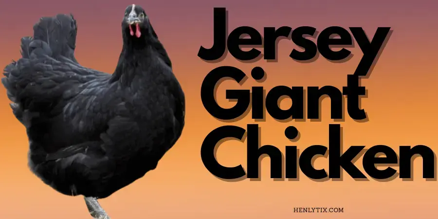 Jersey Giant Chicken