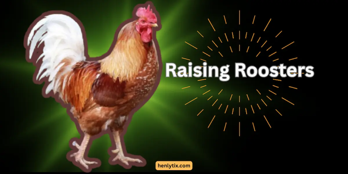 Raising Roosters