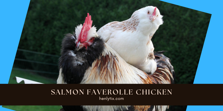 Salmon Faverolle chicken