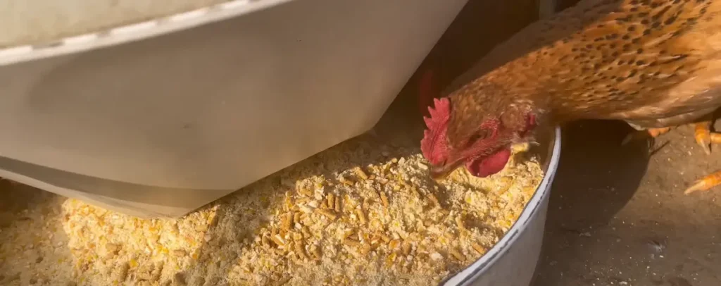 The Ideal Diet for Roosters
