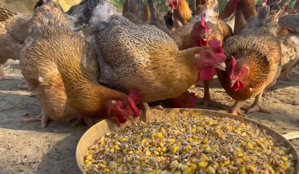 What to Feed Roosters