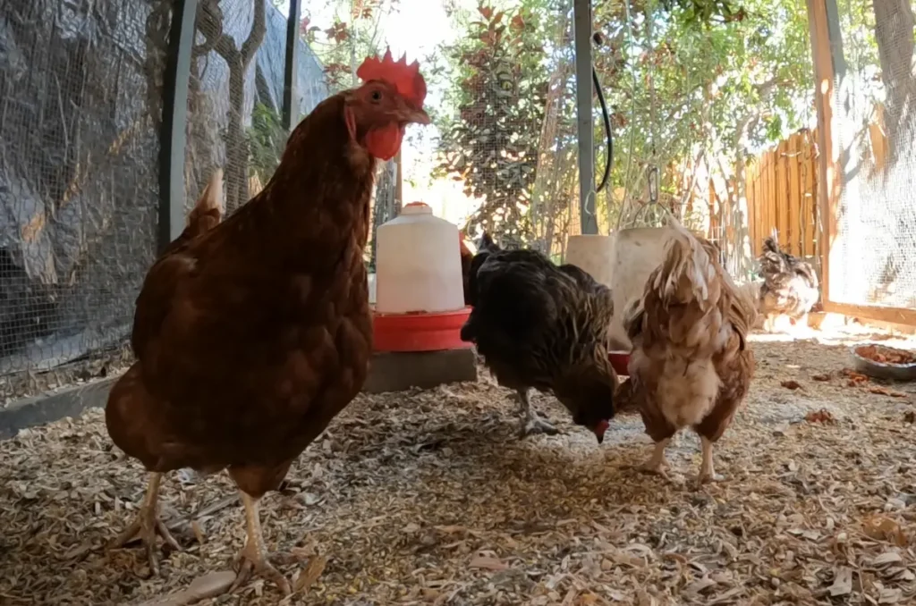 How Many Roosters Should You Keep