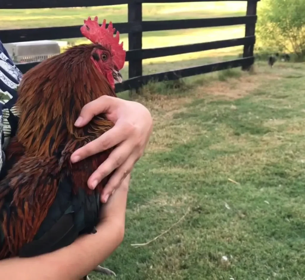 Parting Thoughts on Training Aggressive Roosters with Kindness