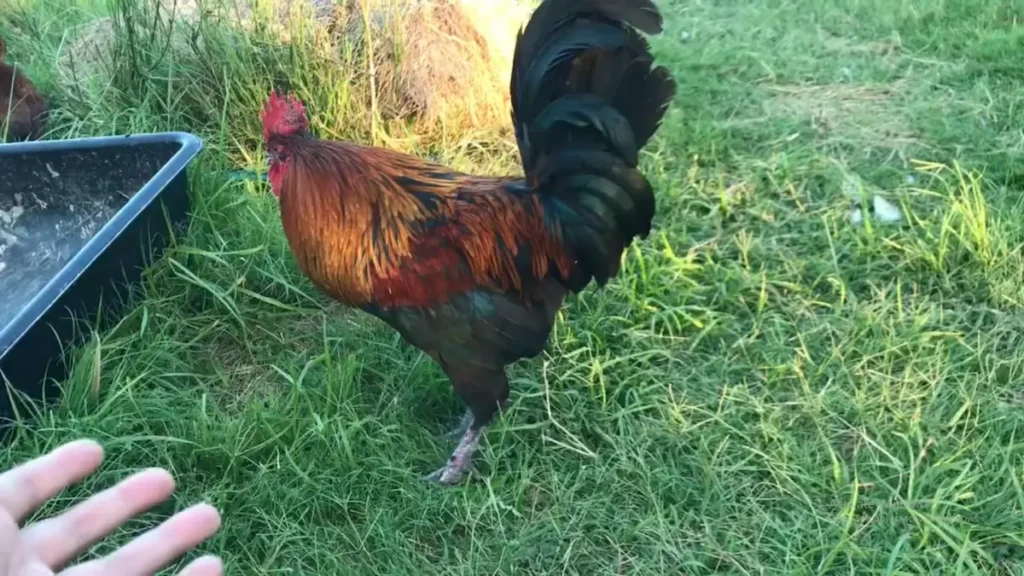 Protecting Yourself From A Rooster Attack