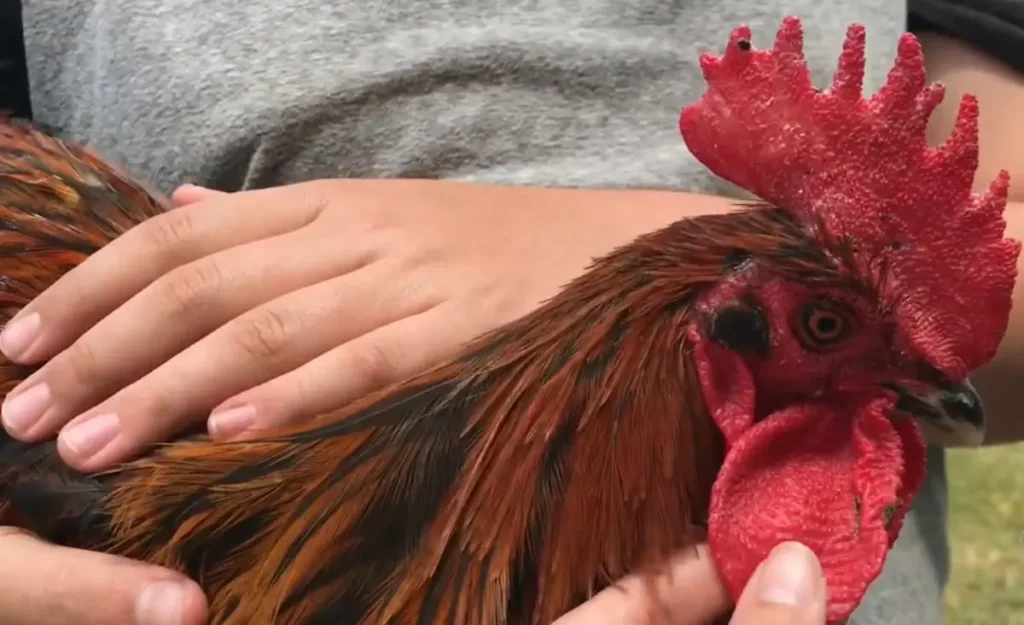 Handling Techniques for Taming