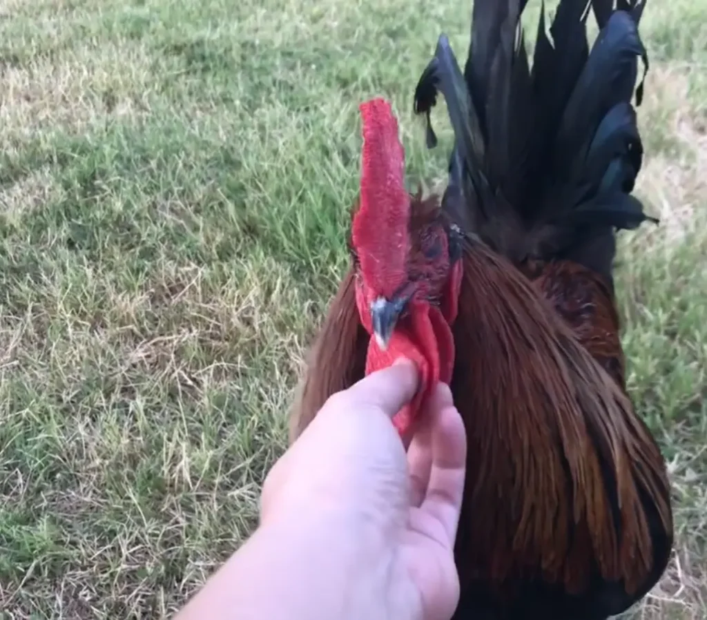 How Can I Make My Rooster Tame