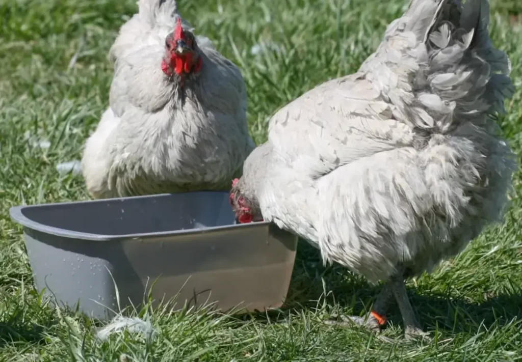 History of Lavender Orpington