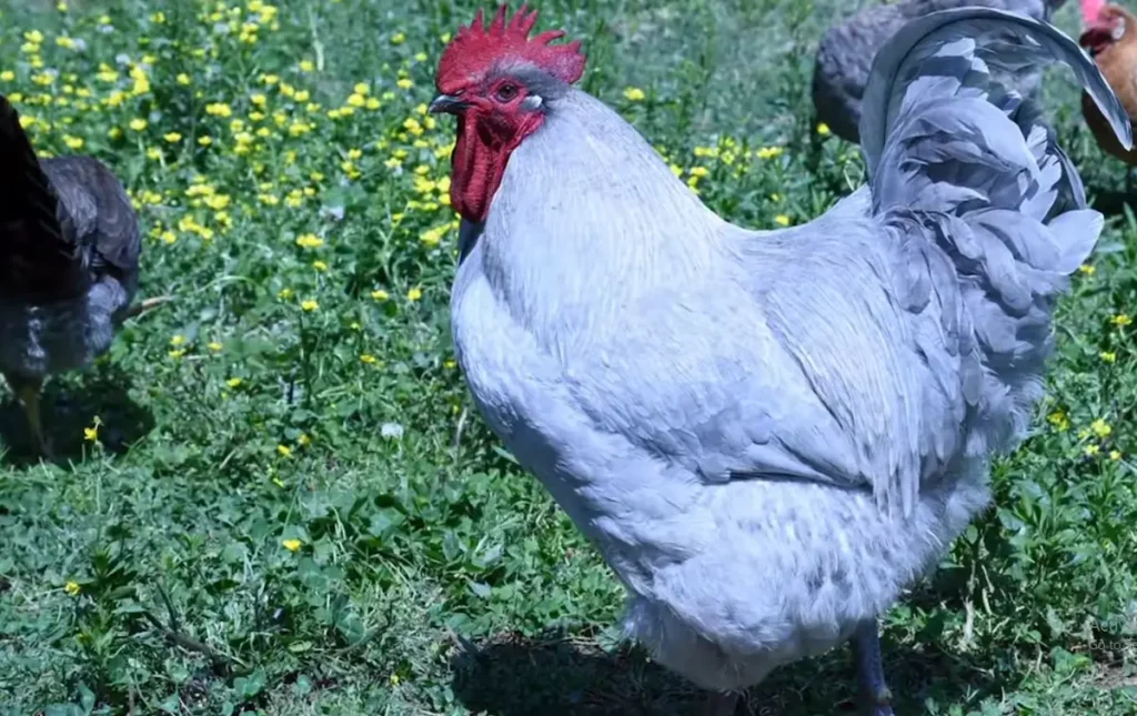 Varieties of Orpingtons