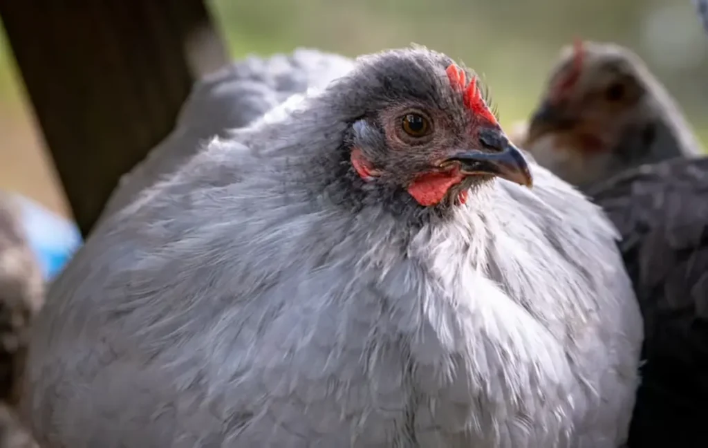 Lavender Orpington Health Issues