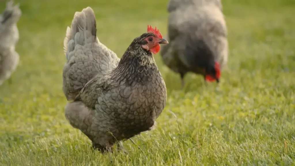 How Big are Lavender Orpingtons