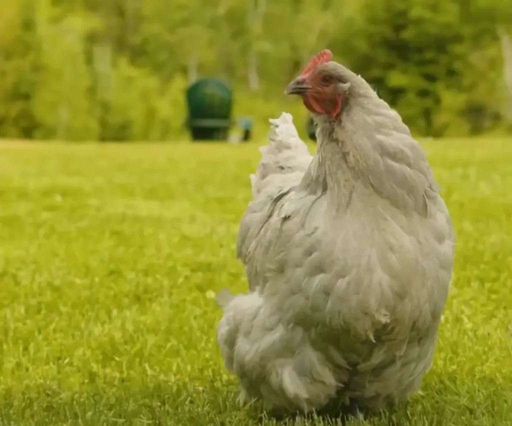 Lavender Orpingtons Look Like