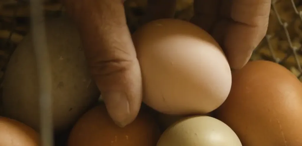 Lavender Orpingtons don’t lay eggs