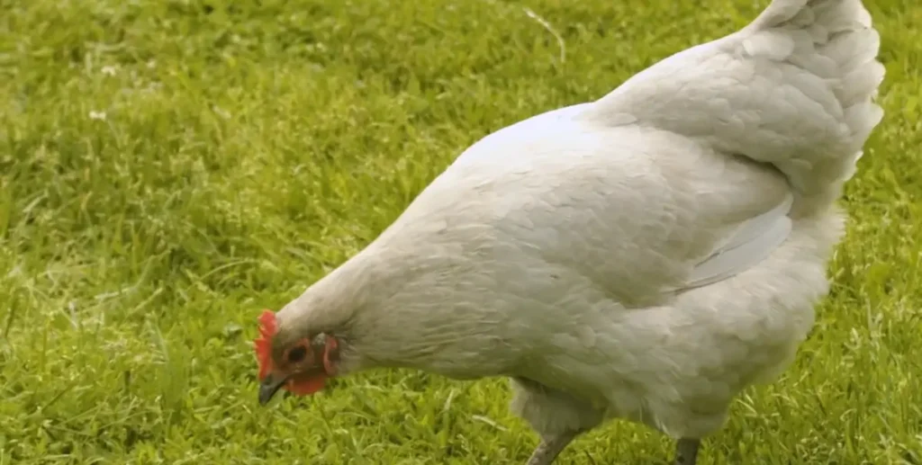 Lavender Orpingtons Beginner-Friendly