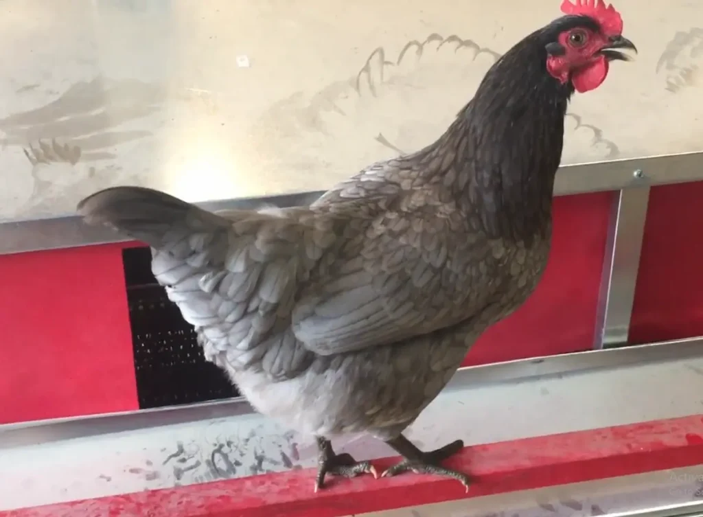 Appearance of Sapphire Gem Chickens