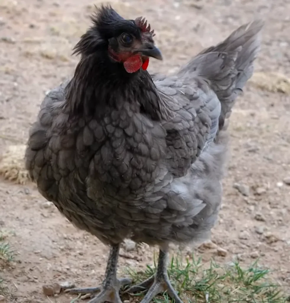 History and Origin of Sapphire Gem Chickens