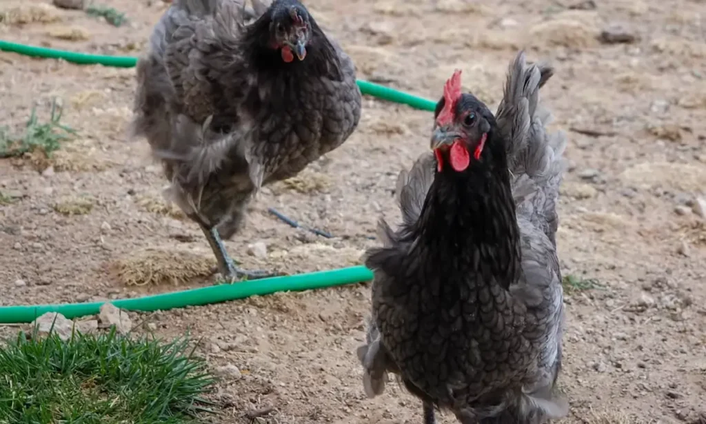 Housing and Space for Sapphire Gem Chickens