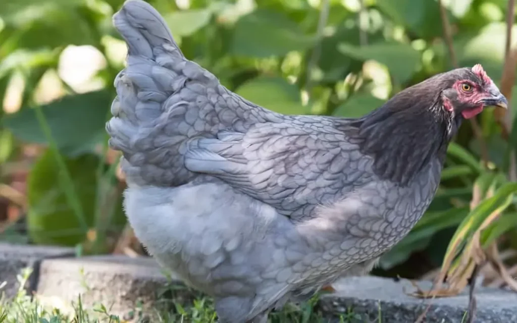 Temperament and Personality