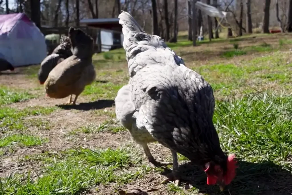 What To Feed Sapphire Gem Chickens